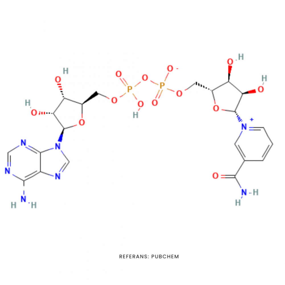 Nicotinamide-Adenine Dinucleotide (NAD+)