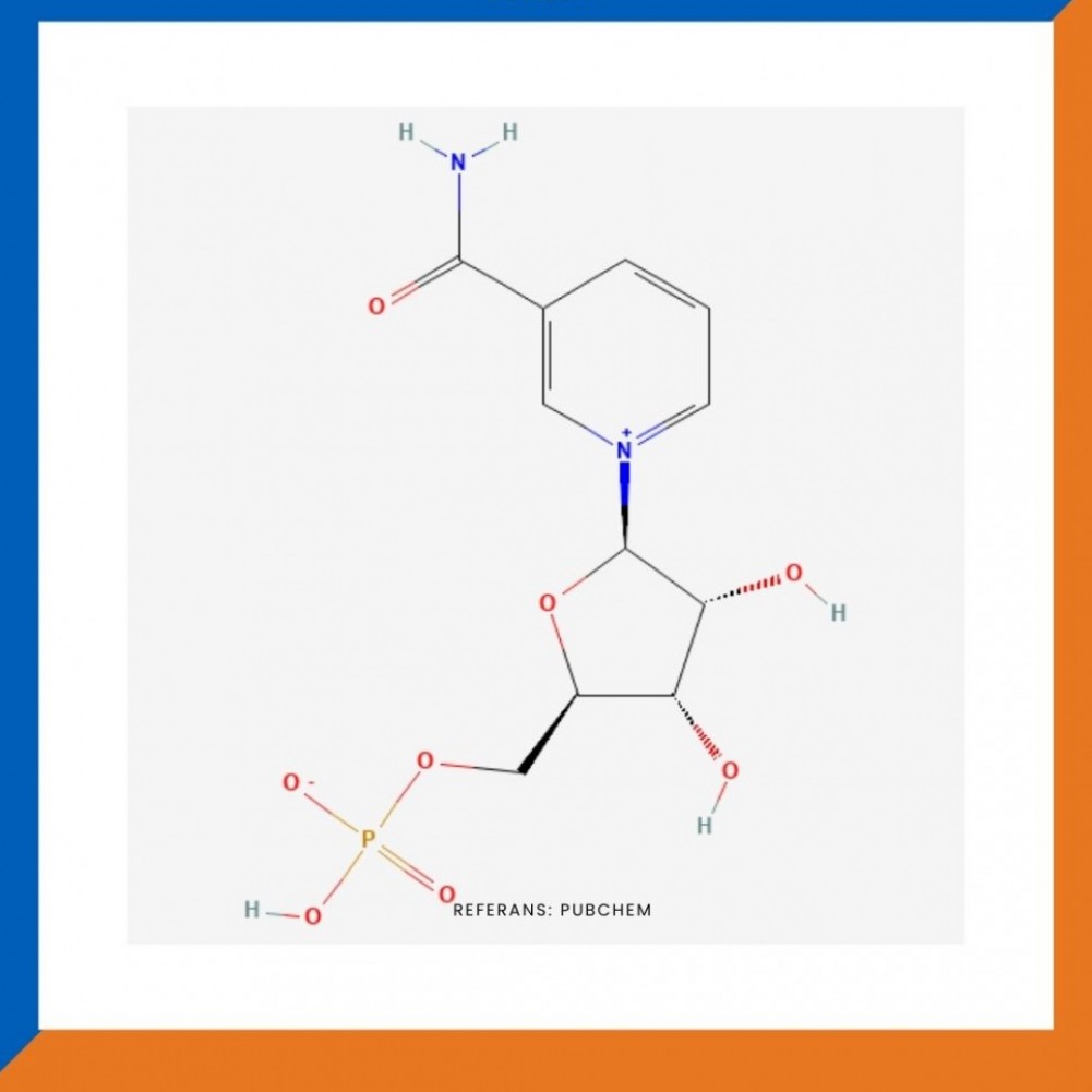 NMN (Nicotinamide Mononucleotide)